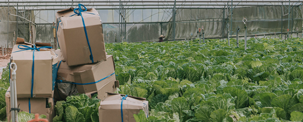 Boxes lost in a lettuce patch